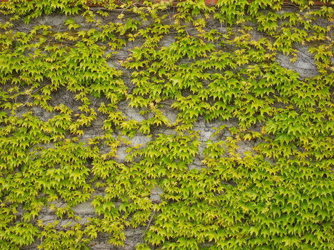 Canadian grapevine