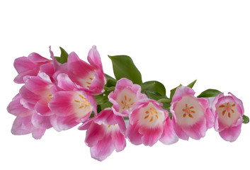 Fototapeta na wymiar Tulipany