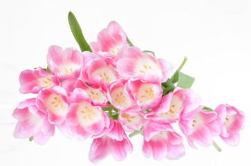 Tulpen-Strauß