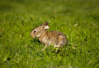 Naklejka na ściany i meble gray bunny on green grass