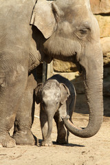 Mother elephant with baby