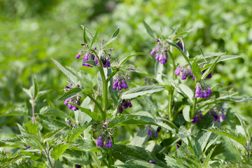 Beinwell (Symphytum officinale L.) im Freien