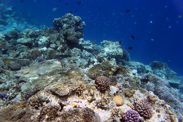 Obraz premium Кораллы