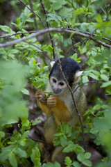Black-capped squirrel monkey