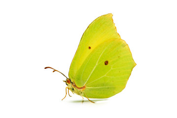 Obraz premium papillon