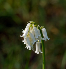 White Bluebells