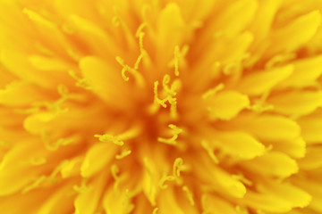 Detail of the yellow Dandelion