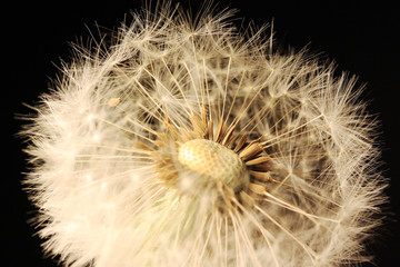 Detail of the Dandelion on the black Background