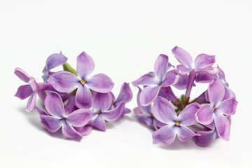 Fototapeta na wymiar Lilac - Makro