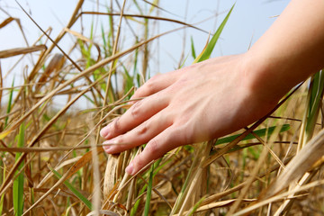 close up of a man's hand touching the grass, 'feeling nature