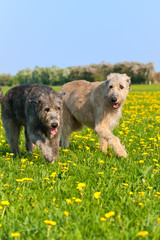 Wolfshunde beim Spauiergang