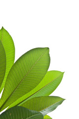 Plumeria leaves isolated on white background.