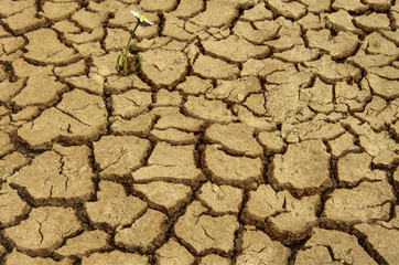 Single daisy flower growing in dry arid earth symbolising hope
