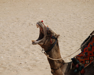 G&auml;hnendes Kamel