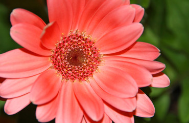 Close-up pink daisy flower