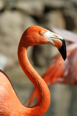 Fototapeta premium Flamingo