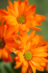 Fototapeta premium Orange daisy