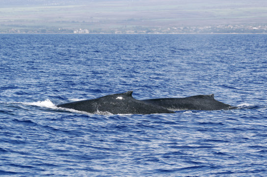 Back of two Humpback whale