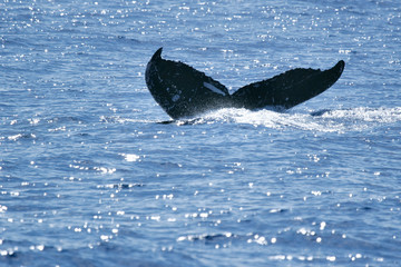 Naklejka premium Tail Humpback Whale
