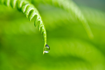 Drop on the plant