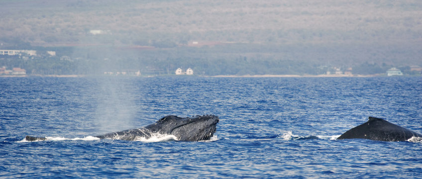 Two Humpback Whale