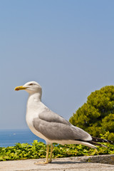 Seagull