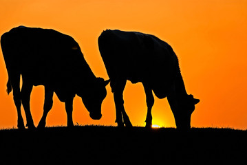 Fototapeta na wymiar Krowy na zachodzie słońca