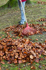 Laub harken. Blätter entfernen. Gartenarbeit im He