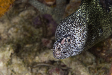 Spotted Moray