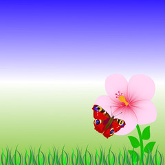 butterfly flower 3