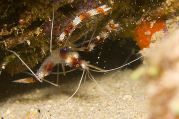 Feeding Banded Coral Shrimp (Stenopus hispidus)