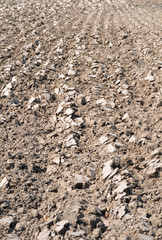 Cultivated Field Background