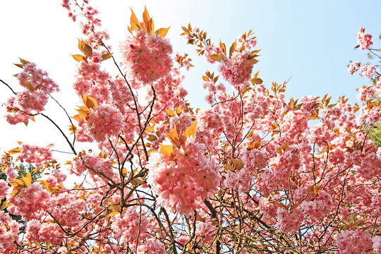 Blooming pink cherry tree in the park