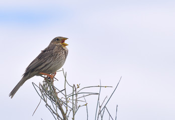Triguero, Emberiza calandra.