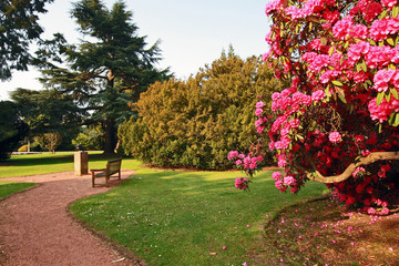 Beautiful, old park with azalea trees