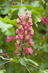 Aesculus hippocastanum is a large deciduous tree, commonly known