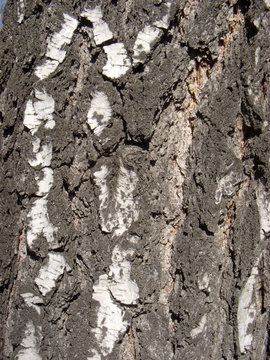 archicortex of birch