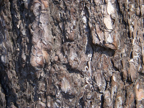 archicortex of birch