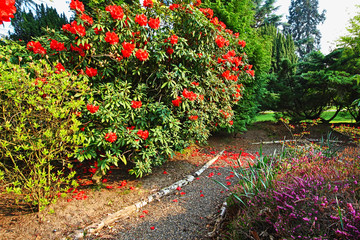 Beautiful, old park with azalea trees