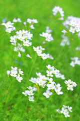 White wildflowers in springtime
