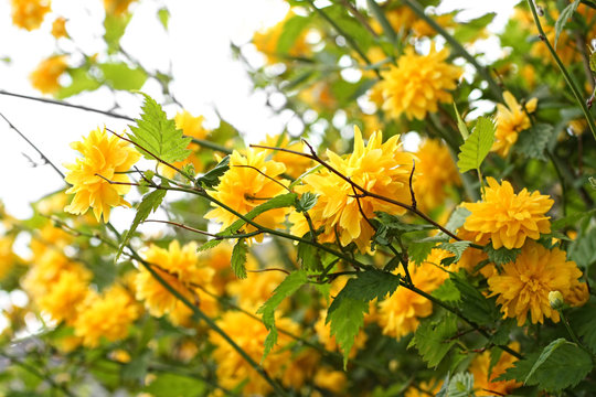 Beautiful yellow flowers on the Spring bush