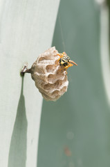 Wasp building its nest to breed
