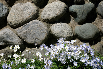 石垣とハナニラの花