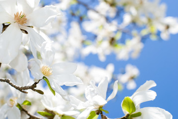 Obraz premium コブシの花と青空