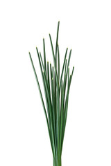 Obraz premium Dwarf Iris Leaf