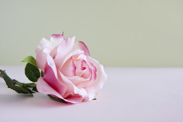 Single Pink Rose