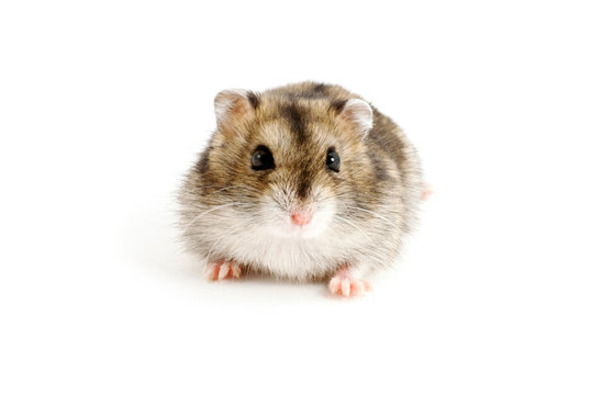 Dwarf Hamster