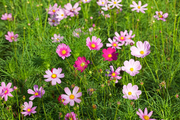 Obraz premium Cosmos Flowers