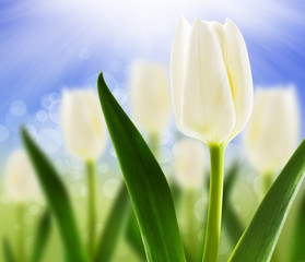 Spring background with white tulips