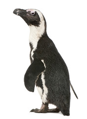 Fototapeta premium African Penguin, Spheniscus demersus, 10 years old,
